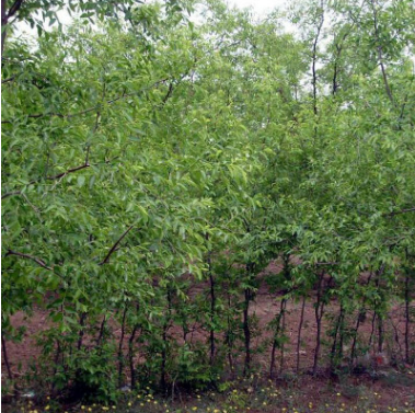 直銷供應優質 無核品種小棗棗樹苗