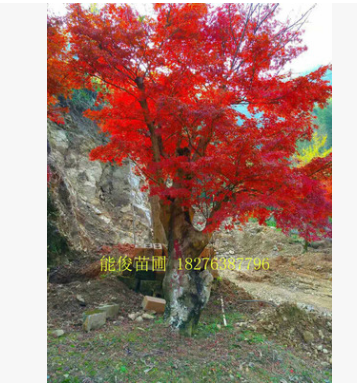 桂林紅楓樹 廣西紅楓苗木 量大優惠 常綠喬木