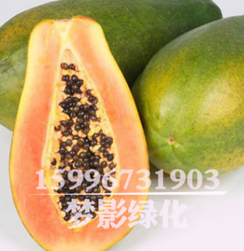 批發(fā)木瓜種子價格 顆粒飽滿 木瓜種子銷售 當(dāng)年采包發(fā)芽