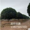 超哥苗圃 供應(yīng)優(yōu)質(zhì)八月桂花樹胸徑15cm 規(guī)格齊全 全國(guó)各地供應(yīng)