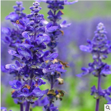 批發(fā)薰衣草苗 新疆伊犁薰衣草 花海定制 多年生宿根薰衣草