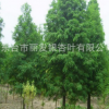 批發供應水杉 水杉樹 工程綠化苗木 各種規格水杉樹