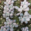 批發(fā)進口多肉 桃蛋 桃之卵 基地直銷 吸甲醛 防輻射