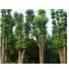 香樟樹 出售