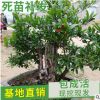 廠家供應(yīng)石榴盆景 形狀優(yōu)美 庭院工程綠化果樹 叢生造型石榴樹