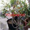 庭院盆景石榴苗 石榴樹苗四季翠葉石榴果樹盆景紅花月季石榴盆栽