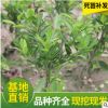 山東自產(chǎn)自銷橘子苗 桔子樹苗 果樹砂糖橘現(xiàn)貨批發(fā)