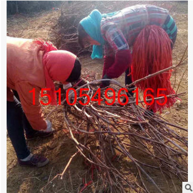 山東自產自銷占地用葡萄苗木 成活率高巨峰葡萄苗批發 直供東北