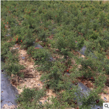 山東自產自銷樹苗觀賞結果花石榴盆景 庭院陽臺花草樹苗批發