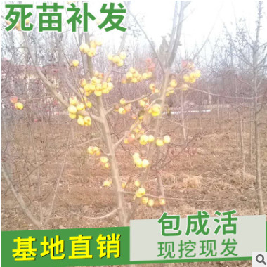 山東自產自銷 長壽果樹苗品種 冬紅果樹苗批發