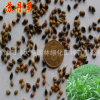 批發(fā)優(yōu)質(zhì)牧草種子 蘇丹草種子 蘇丹草凈籽 品種齊全 量大優(yōu)惠