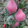 直銷果樹苗意大利黑梨優(yōu)質(zhì)嫁接梨樹苗梨樹小苗品種全量大從優(yōu)