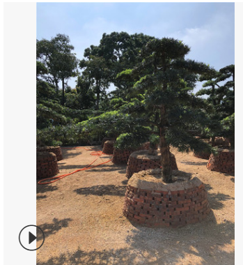 精品日本羅漢松樹 精品15至70公分 批發(fā)羅漢松