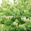批發(fā)金銀花苗 耐寒 金銀花苗木 四季金銀花種苗兩 量大送貨 舉報(bào)