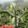 多年生茶花種子茶樹種子盆栽油茶種子當(dāng)年新采發(fā)芽率高量大從優(yōu)