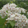 綠植園藝花卉植物盆栽林木種子 當(dāng)年新采 高發(fā)芽率 保質(zhì)保量