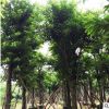造型大葉榕多年樹齡 宏景園林種植基地 供應批發(fā)雄偉粗壯庭蔭樹