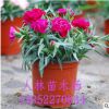 康乃馨盆栽花卉植物批發(fā)母親節(jié)室內(nèi)盆景草花批發(fā)