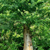 榆樹 白榆樹 野生榆樹 大型榆樹 風景樹批發