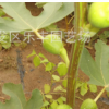批發(fā)供應(yīng)優(yōu)質(zhì)無花果樹 低價出售早熟無花果青皮無花果多少錢一棵