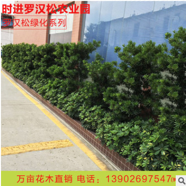苗木基地直銷造型羅漢松柏樹 羅漢松盆景綠化濕地風景樹現貨批發