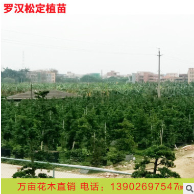 基地批發臺灣日本松苗造型羅漢松樹苗羅漢松綠化盆栽小苗定值苗