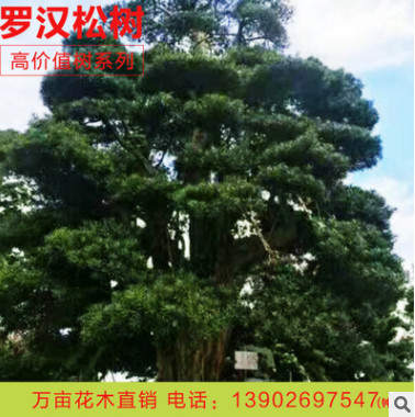 廠家直銷臺灣日本羅漢松國產松海島松園林工程綠化高價值樹