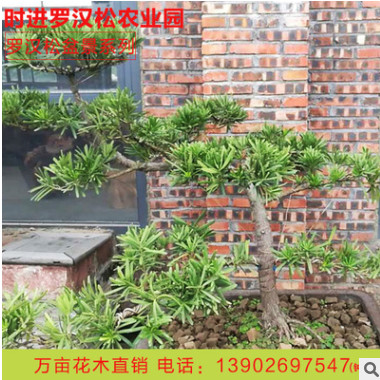 實拍植物別墅庭院擺飾羅漢松盆栽 防輻射辦公室羅漢松盆景批發