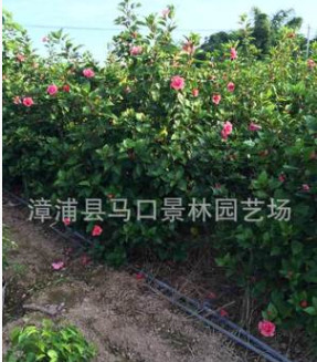 農(nóng)戶低價(jià)批發(fā)/銷售質(zhì)優(yōu)價(jià)廉/地苗/袋苗精品扶桑/朱槿/薔薇