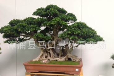 景林園藝場(chǎng)基地低價(jià)批發(fā)質(zhì)量保證樁景榕樹/榕樹