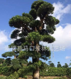 低價(jià)批發(fā)地苗，假植苗造型羅漢松、造型土杉、羅漢松、土杉