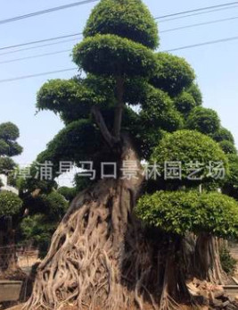 景林園藝場(chǎng)基地低價(jià)批發(fā)質(zhì)量保證地苗/盆景苗榕樹