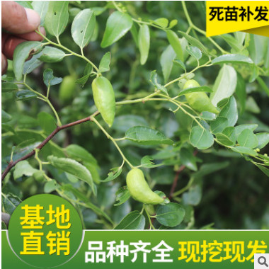 供應(yīng)果樹苗棗苗 大棗樹苗 良種棗子苗大棗苗 地栽盆栽小苗結(jié)果苗