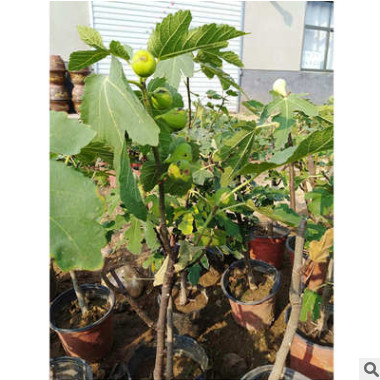 山東地栽波姬紅紅心無花果苗 庭院種植砂糖青皮無花果苗