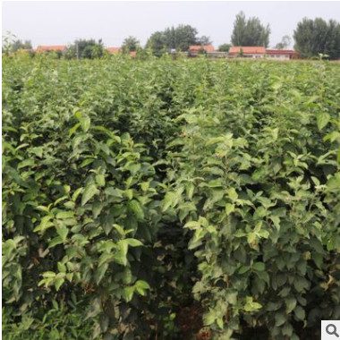 供應(yīng)新疆矮化柱狀蘋果樹苗 紅香蘋果樹苗盆景 高酸蘋果苗批發(fā)