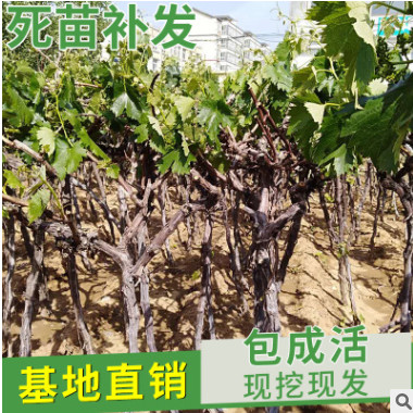 批發(fā)樹形葡萄小苗各類果樹苗品種齊全 庭院盆栽南方北方地栽種植