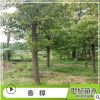 香樟 批發(fā)供應(yīng)香樟 香樟樹 苗圃低價基地直銷 湖南香樟樹苗