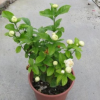 虎頭茉莉批發(fā)茉莉花卉盆栽辦公室綠植帶花發(fā)貨室內(nèi)外桌面重瓣花苗