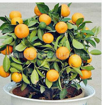 果樹苗 小金橘盆栽 四季小金橘苗 觀賞盆栽 金桔樹苗 當年
