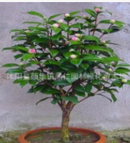 批發(fā)茶花苗 山茶花大苗 四季茶花帶花苞包成活當年開花