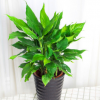 萬年青大型室內辦公室盆栽花卉綠植 萬年青盆栽 健康辦公