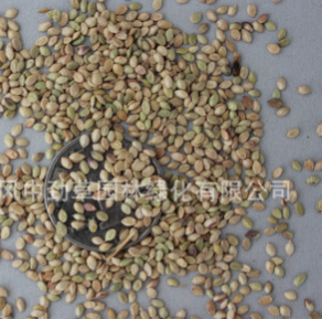 草坪種子批發(fā) 百喜草種子 暖機(jī)型地被草坪草籽 又名巴哈雀稗