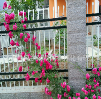 藤本月季苗 庭院美化 月季花苗 攀援植物 玫瑰花苗 基地直銷 現(xiàn)貨