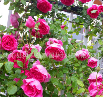 直銷攀緣植物 大游行月季花苗 藤本月季 月季苗 別墅酒店擺放