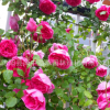 直銷攀緣植物 大游行月季花苗 藤本月季 月季苗 別墅酒店擺放
