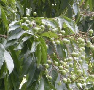 廠家批發景觀綠化苦揀庭蔭樹 地徑10-15公分苦揀綠植 量大優惠