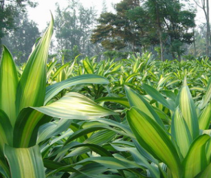 巴西鐵 室內桌面高檔盆栽金邊巴西鐵 觀葉綠植盆栽巴西美人鐵直銷