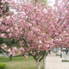 批發日本櫻花 工程綠化 高桿櫻花樹 規格齊全 當年開花