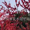 基地批發庭院觀花植物綠化苗木紅梅苗 朱砂梅 榆葉梅可盆栽易種植