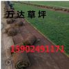 京津冀草坪遼寧草坪批發(fā)大量?jī)?yōu)先
